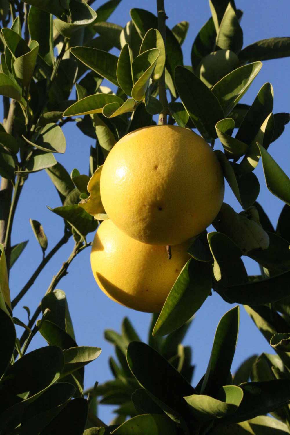            Fruit (Riverside, CA)   